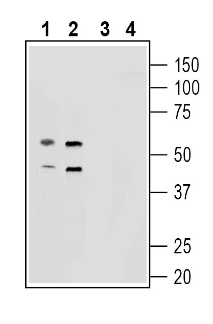 Western blot analysis of mouse brain membranes (lanes 1 and 3) and rat brain lysates (lanes 2 and 4):
