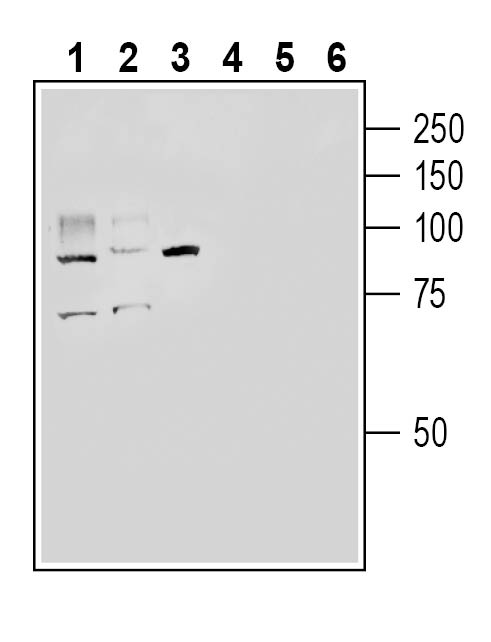 Western blot analysis of rat small intestine lysate (lanes 1 and 4), mouse lung lysate (lanes 2 and 5 ) and mouse kidney lysate (lanes 3 and 6):
