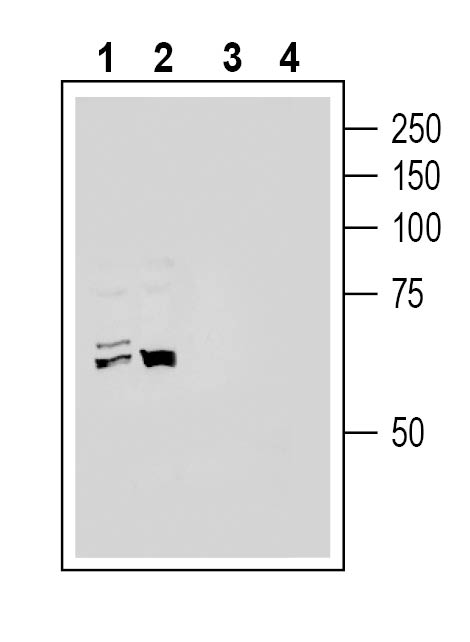 Western blot analysis of human HepG2 hepatoma cell line lysate (lanes 1 and 3) and human THP-1 monocytic leukemia cell line lysate (lanes 2 and 4):