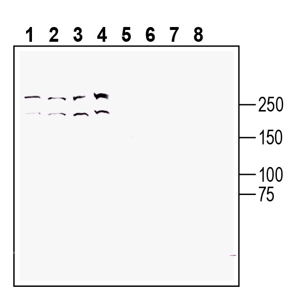 Western blot analysis of human Jurkat T-cell leukemia cell line lysate (lanes 1 and 5), human Raji B-cell lymphoma cell line lysate (lanes 2 and 6 ), mouse WEHI B-cell lymphoma cell line lysate (lanes 3 and 7) and human NK-92 natural killer cell line lysate (lanes 4 and 8):