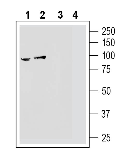 Western blot analysis of rat brain synaptosome preparation (lanes 1 and 3) and mouse brain membranes (lanes 2 and 4):